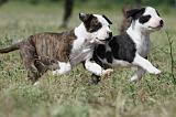 AMSTAFF  PUPPIES 087